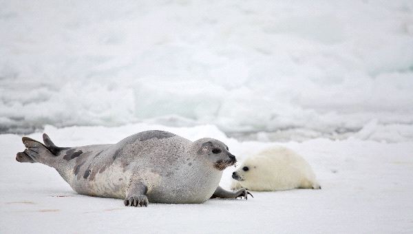 Harp Seal Mother and Newborn Pup