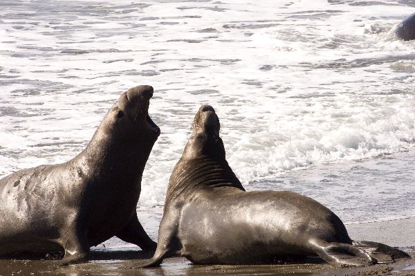 Northern Elephant Seals In California