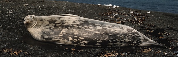 Foca de Weddell