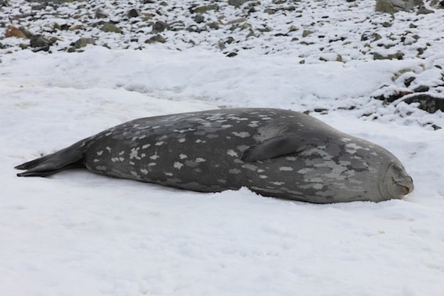 Información sobre la foca de Weddell.