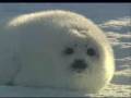 Beautiful Baby Harp Seals