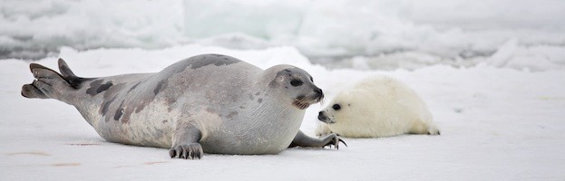 What are some interesting facts about harp seals?