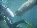 Mediterranean Monk Seal Diving