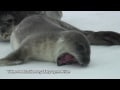 Weddell Seals An Introduction