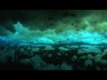 Weddell Seals Underwater Amazing