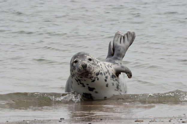 Descripción anatómica de una foca.