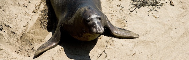 Seals and Global Warming