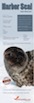 Harbor_Seal copia