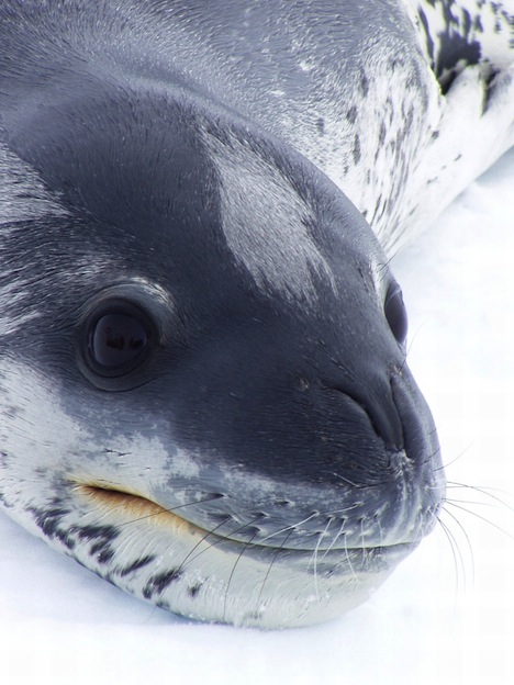 Descripción de la foca leopardo.