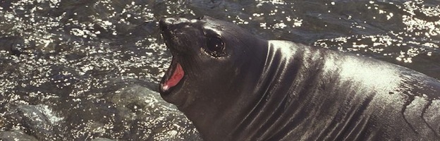 Seals in Culture