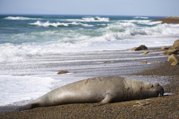 Información sobre la foca Mirounga leonina.