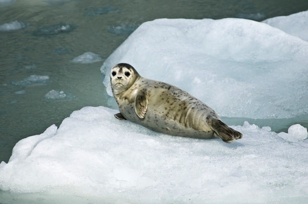 Información sobre la foca común.