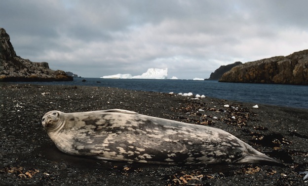 Características de la foca de Weddell