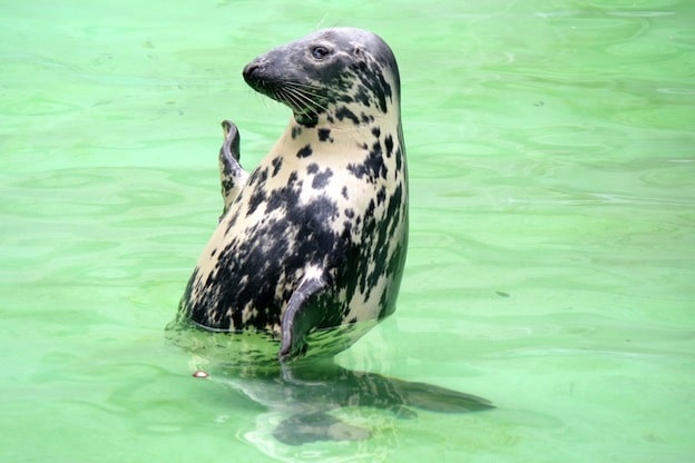 Información sobre la foca gris.