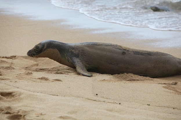 Características de la foca monje de Hawái