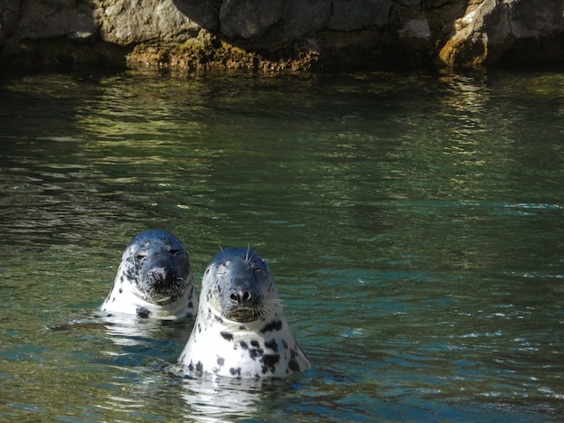 Descripción de la foca gris.