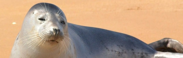 Investigación sobre Focas