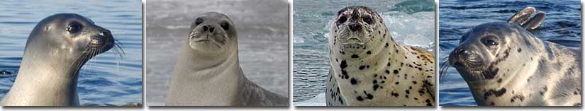 How do seals protect themselves from predators?