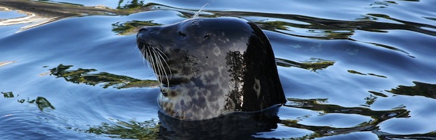 Seals in Captivity