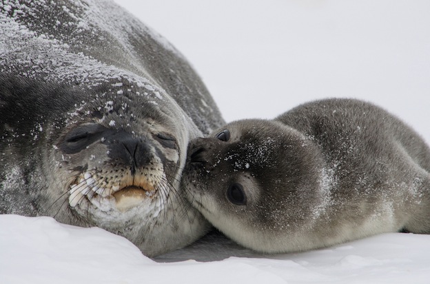 Comportamiento social de las focas.