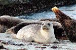 Adorable Foca Moteada