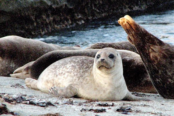 Adorable Harbor Seal