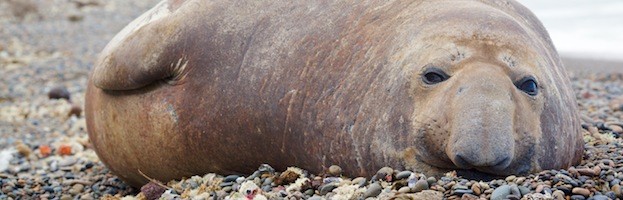 Seal Species Chart