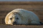 Cría De Foca Gris Del Atlántico
