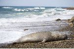 Big Male Elephant Seal Patagonia Argentina