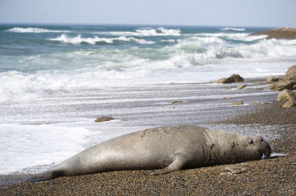 Enorme_macho_de_elefante_marino_en_la_Patagonia_argentina_600