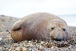 Elefante Marino En La Playa