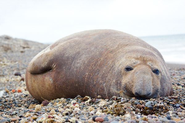 Elefante_marino_en_la_playa_600