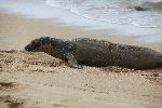 La Amenazada Foca Monje De Hawái