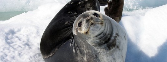 Facts about Seals