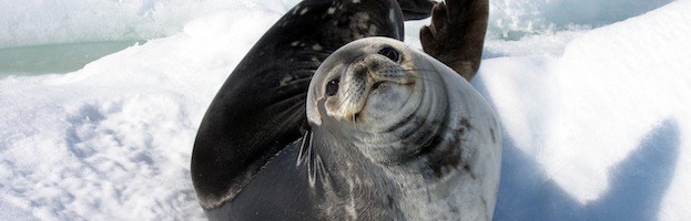 Datos sobre Focas