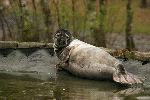 Gray Seal Halichoerus grypus