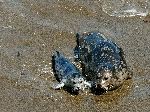 Foca Anillada Con Su Cría