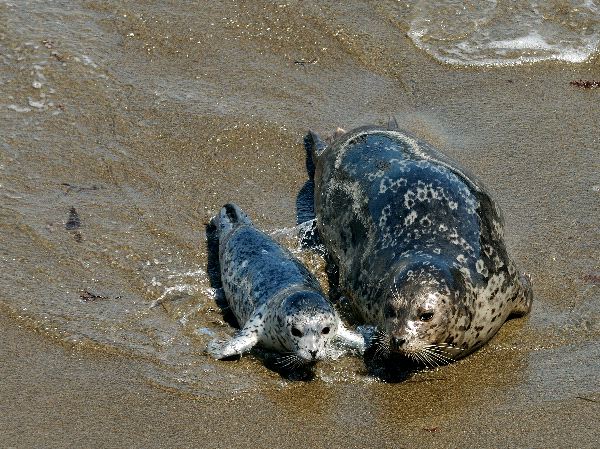 Harbor Seal and Pup