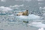 Foca Moteada En Hielo De Alaska