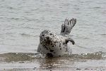 Foca Moteada A La Orilla Del Mar