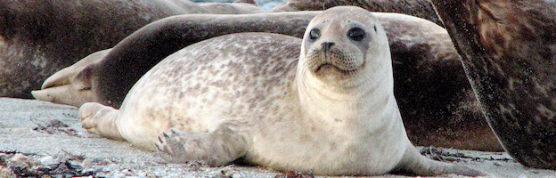 Harbor Seal