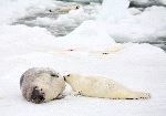 Madre Y Cría De Foca Pía Sobre El Hielo