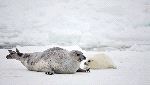 Harp Seal Mother and Newborn Pup