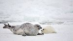 Madre De Foca Pía Con Su Recién Nacido