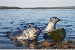 Foca Pia - Pagophilus groenlandicus