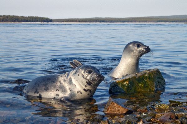 Harp Seal Pagophilus groenlandicus