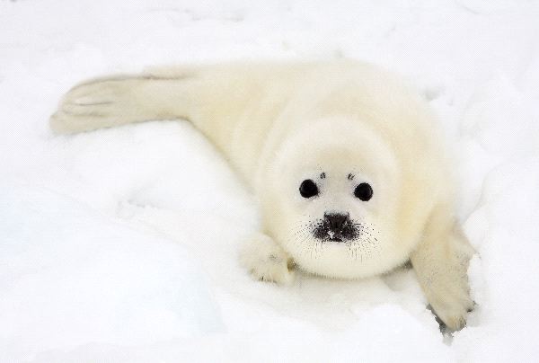Harp Seal Pup On Ice