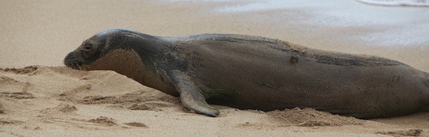 Hawaiian Monk Seal