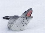 Leopard Seal Attacking