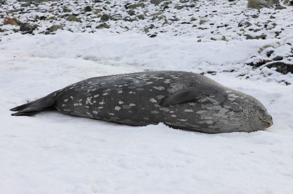 Leopard Seal Seen From A Dinghy